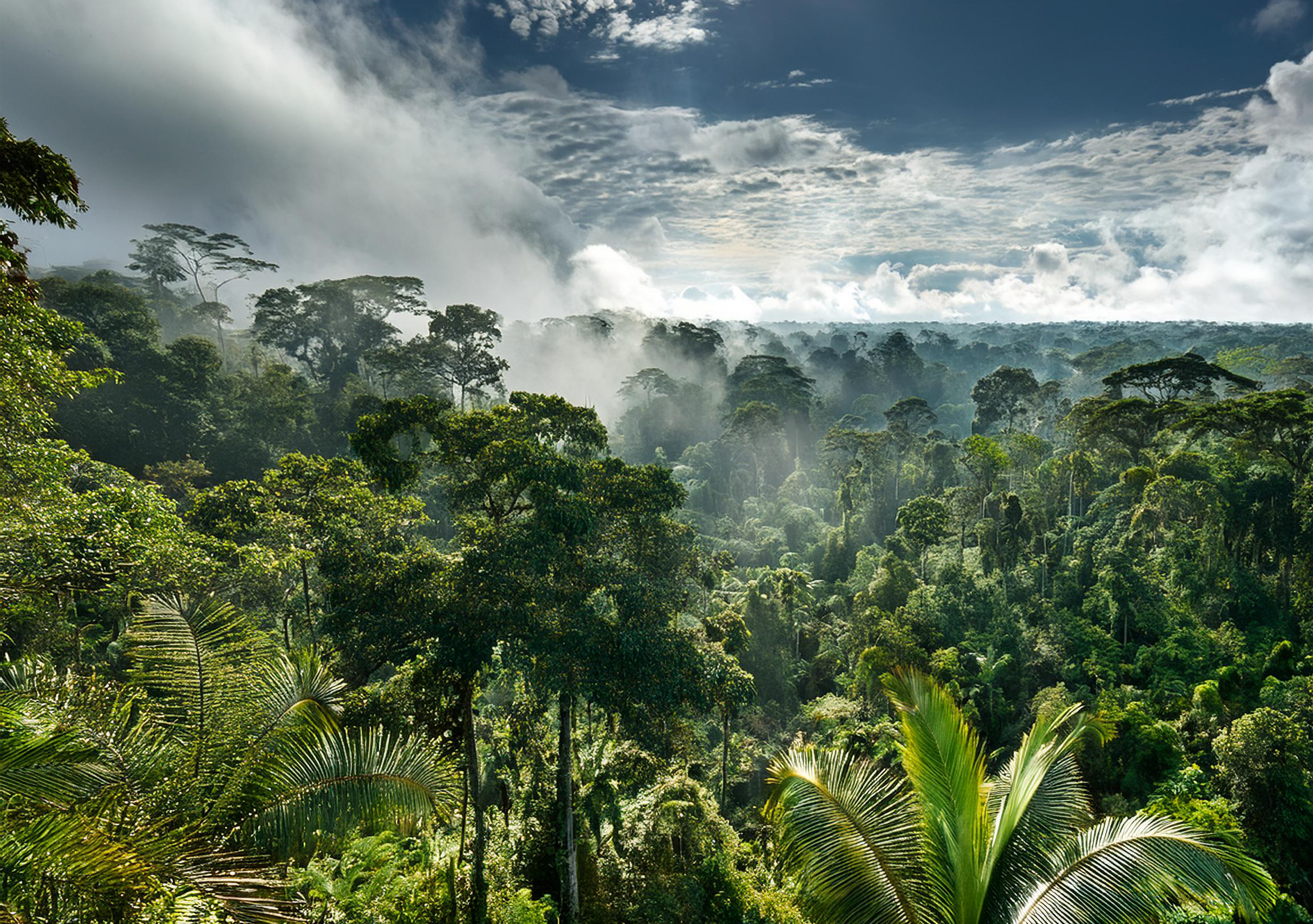 Amazon Rainforest